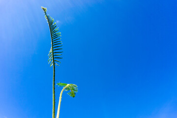 Cycads and blue sky