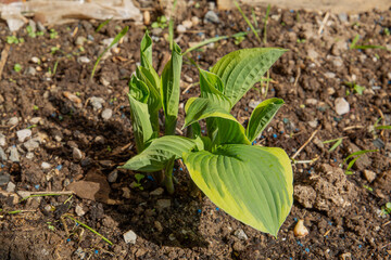 Hosta montana starting to shoot new leaves