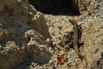 Animals in the wild. Lizard on the rock.
