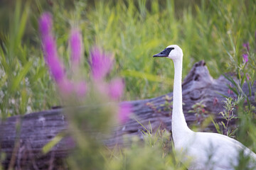 A Trumpeter Swan poses alongside some pretty purple flowers at Toronto's popular Tommy Thompson Park.