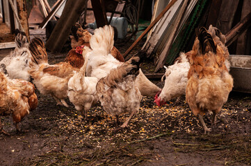 Chickens eat grain. Hens in a chicken coop in the countryside.