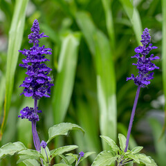 two purple flowers among grass