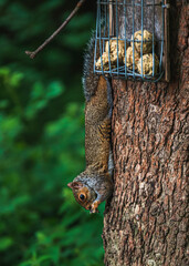 Grey Squirrel feeding in the wild
