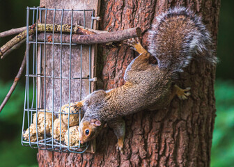 Grey Squirrel feeding in the wild

