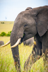 Fototapeta na wymiar Wild elephant on the grass in National park Africa