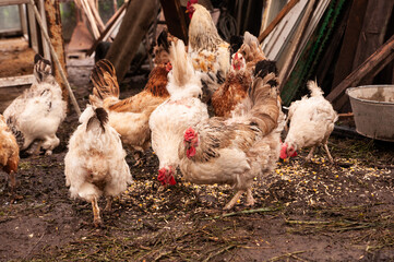 Chickens eat grain. Hens in a chicken coop in the village.