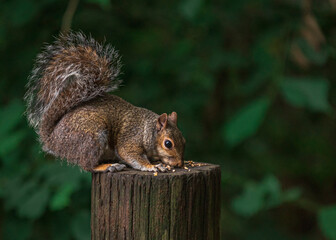 Grey Squirrel feeding in the wild
