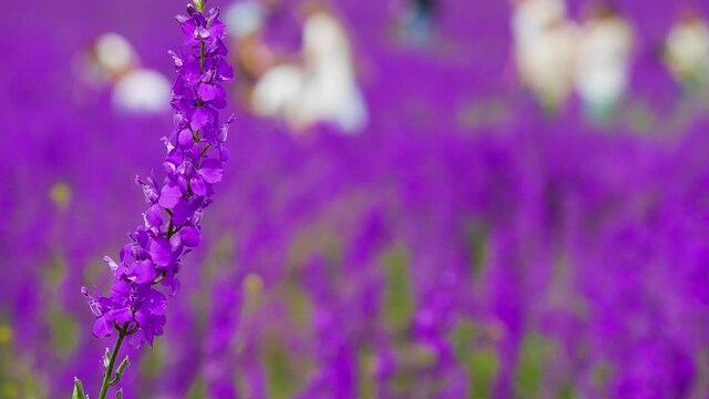 Delphinium Field Full of Violet Purple Flowers and People Do Selfie Photography. Perfect Location For Best Memory Photo and Walks in Nature. Beautiful Environment