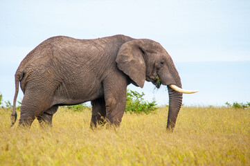 Naklejka na ściany i meble Wild elephant on the grass in National park Africa