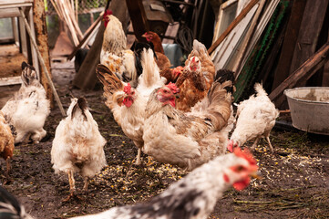Chickens eat grain. Hens in a chicken coop in the village. Chicken farm.