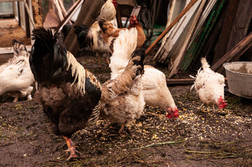 Herd of chickens eat grain. Hens in a chicken coop in the village. Chicken farm.