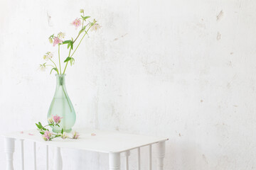 columbine flowers in vase on background white wall