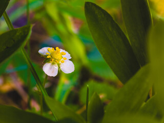 Białe kwiaty i pączki kwiatowe na kwitnącym krzaku poziomki © Dreamnordno