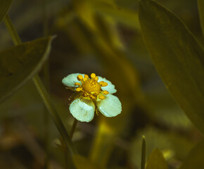 Białe kwiaty i pączki kwiatowe na kwitnącym krzaku poziomki © Dreamnordno