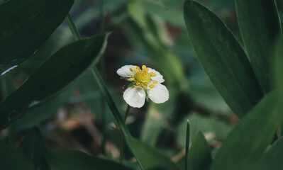 Białe kwiaty i pączki kwiatowe na kwitnącym krzaku poziomki © Dreamnordno