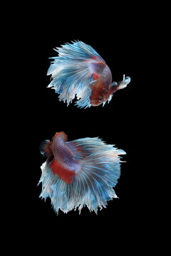 Two flaying and dancing betta siamese fighting fish (Giant Halfmoon Rosetail type in red purple body color and blue white fin color combination) isolated on black background