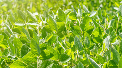 Rural landscape - field the soybean (Glycine max) in the rays summer sun, closeup