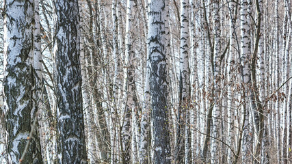 Birch grove with young foliage on a sunny spring day, landscape banner