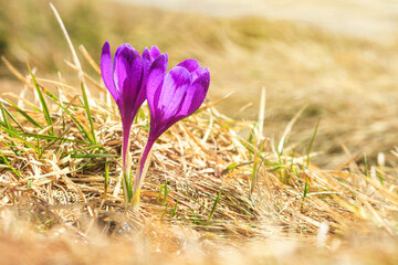 Spring background - view of the fresh purple crocuses blossom in the Carpathians mountains, closeup with selective focus