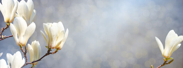 Spring banner, horizontal background - white magnolia flowers on a tree on gray background and the...