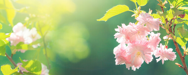 Beautiful blossom pink sakura cherry tree and green leaves in soft sunlight. Floral spring background, panorama, banner, copy space.