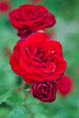 The name of these roses is 