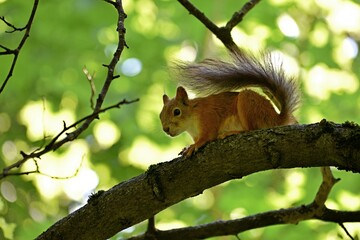 Fluffy red squirrel on a tree in a park