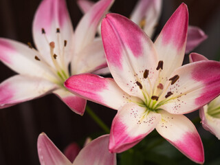 Fototapeta premium ユリ