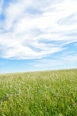 green grass field and blue sky white clouds