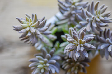 close-up cactus succulent houseplant overhead view