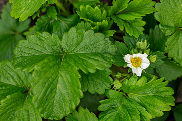 Strawberry white flower on organic bed with big green leaves. Summer in the garden. Close up top view