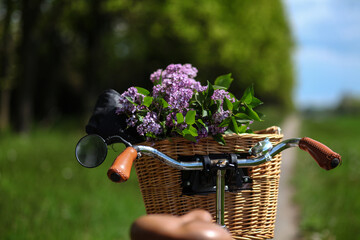  vintage bike with a bouquet of lilac flowers in the wicker basket