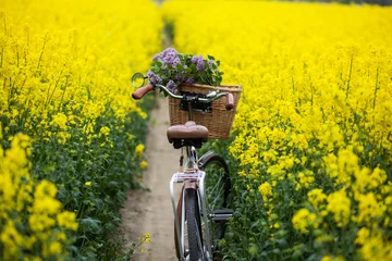 Abwaschbare Fototapete Fahrrad Vintage Fahrrad mit einem Strauß lila Blumen im Weidenkorb im sommerblühenden Rapsfeld