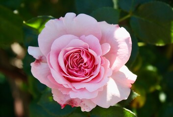 pink rose on a green background