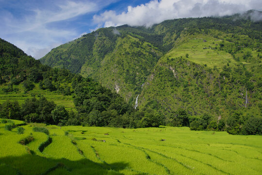 Green rice field terraces around Bhulbhule and Ghermu. On the eastern part of the Annapurna circuit. 