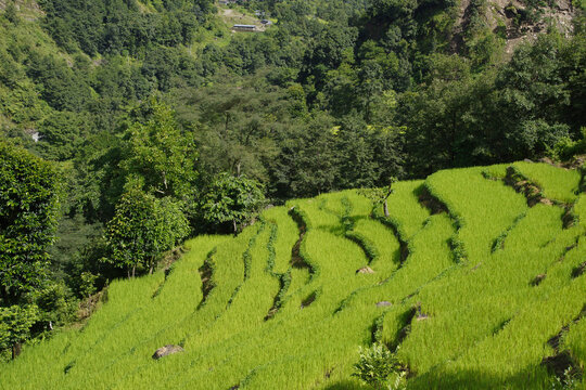 Green rice field terraces around Bhulbhule and Ghermu. On the eastern part of the Annapurna circuit. 