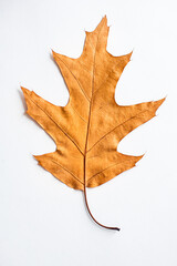 dry autumn leaf on white