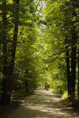 Dirt forest road among green deciduous trees with bright rays of the sun