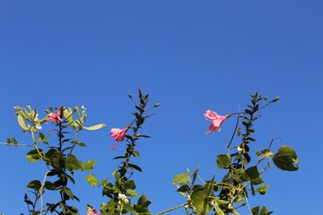 Pink Hibiscus Flower in the Garden Photo in blue sky background.