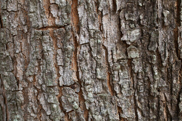 dry tree bark texture and background, nature concept