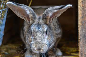 Obraz premium close-up photo of a rabbit in his old cage