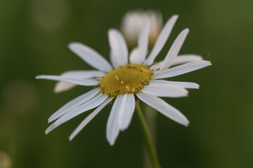 Bud of a blooming chamomile close-up. Macro photo of a daisy