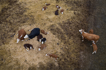 Livestock farm for breeding cows of meat breeds. Eastern Europe . Aerial photography