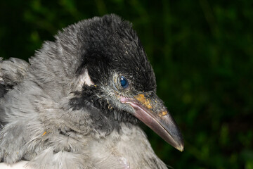 close-up photo of a dead crow