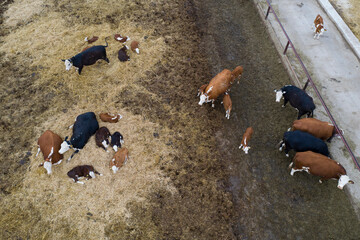 Livestock farm for breeding cows of meat breeds. Eastern Europe . Aerial photography