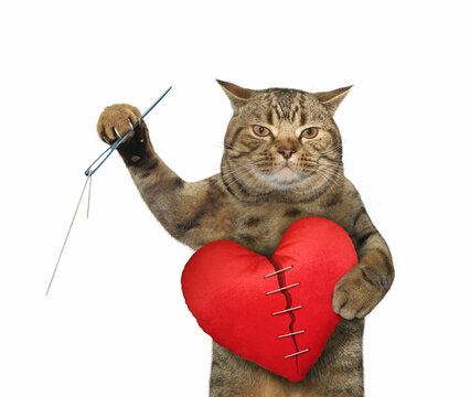 The beige cat with a needle and sewing thread is mending in a big red broken heart. White background. Isolated.