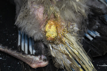 close-up photo of a dead crow with diarrhea
