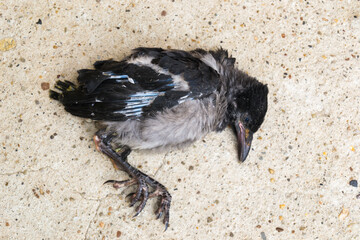 close-up photo of a dead crow