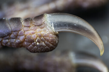 macro photo of a crow claw