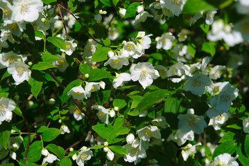 Grove of Seringat (Jasmine of poets) or Philadelphus, with white flowers
